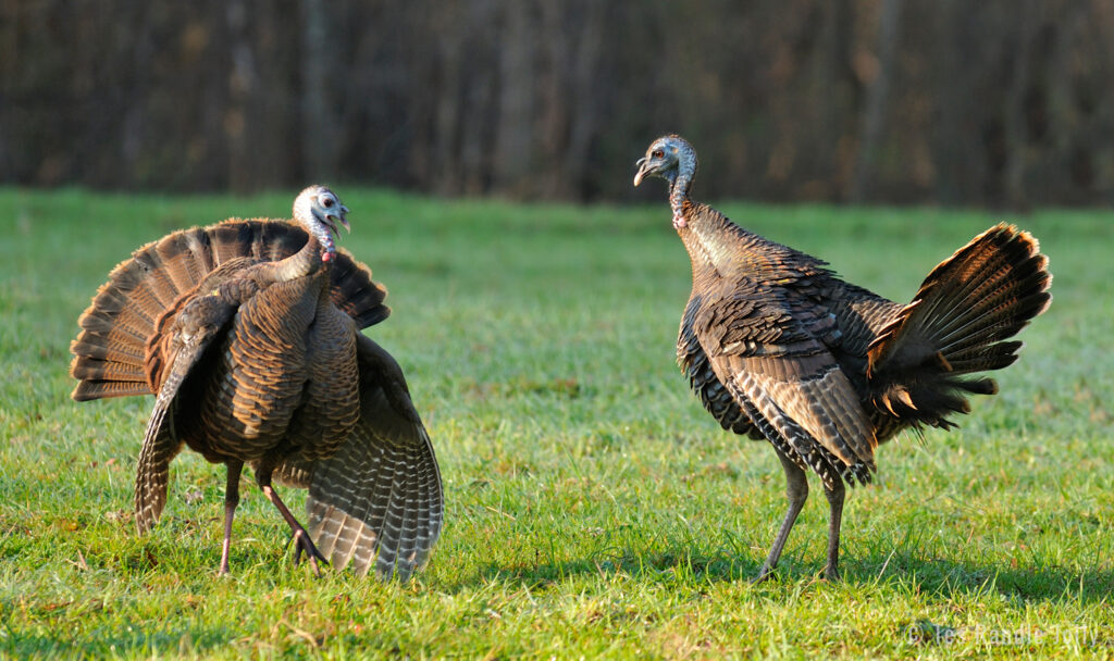 Breaking Down Wild Turkey Displays - Why Turkeys Strut