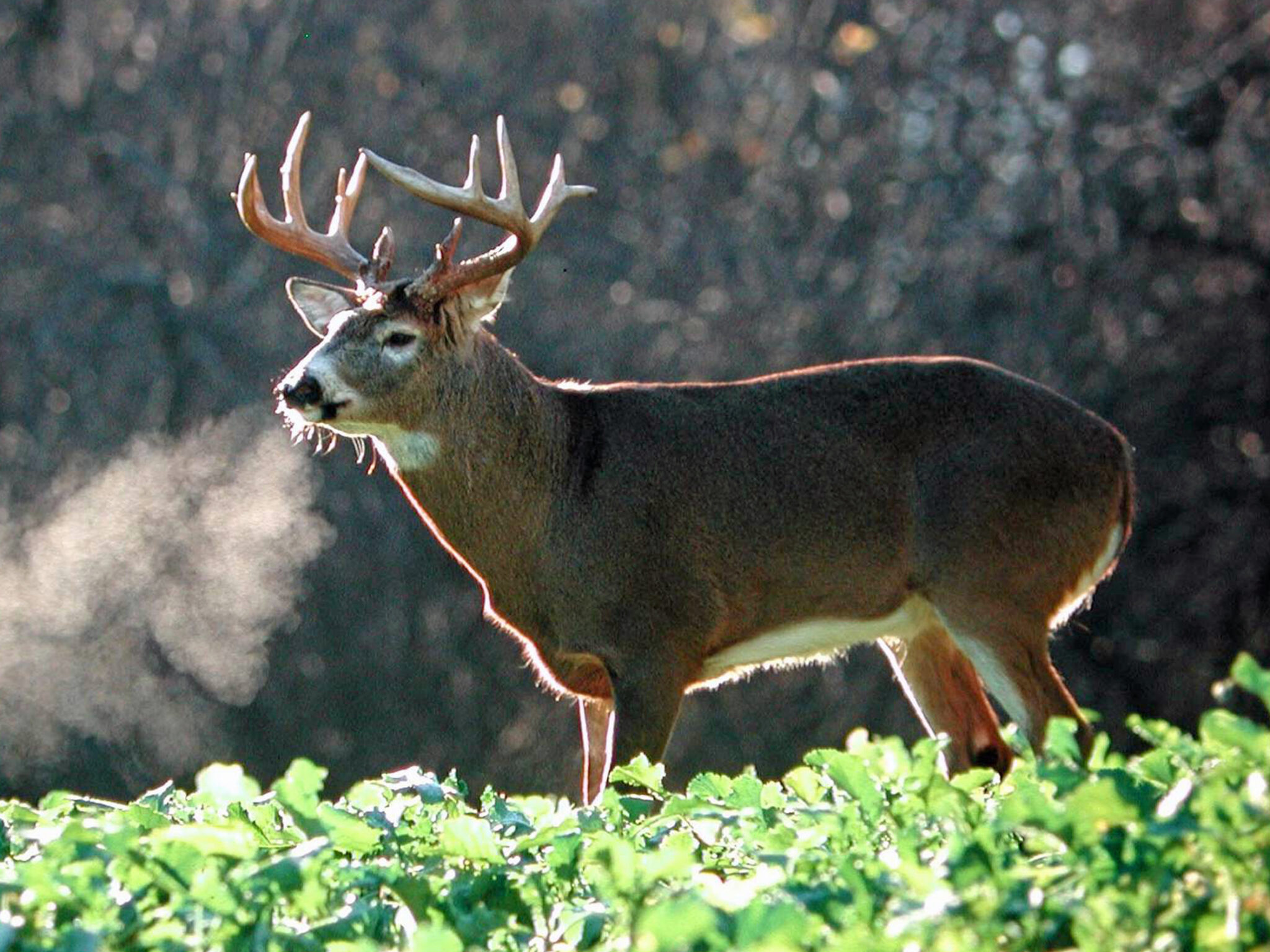 Three Strategies For Hunting Late Season Bucks | Mossy Oak Gamekeeper