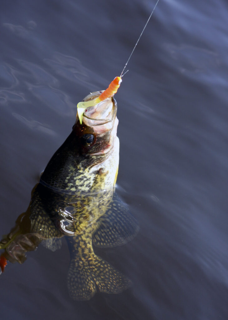 Planer Boards For Crappie