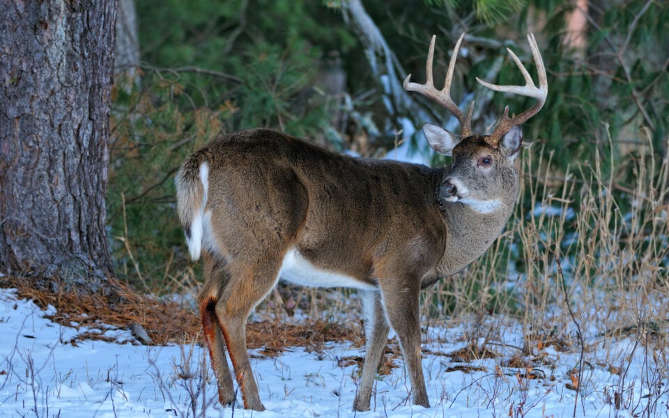 hunting-late-season-bucks