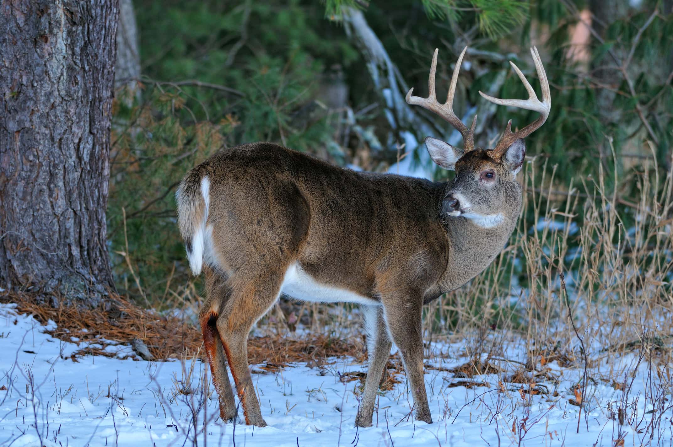 Three Strategies For Hunting Late Season Bucks | Mossy Oak Gamekeeper