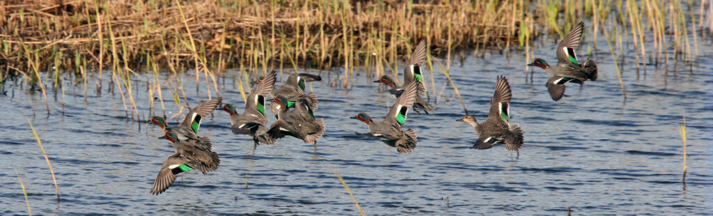 Green wings