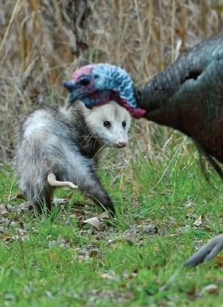 Turkey hunt turns up possum playing snake