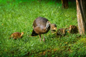 hen-turkey-with-poults