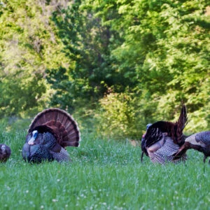Southern Wild Turkey Populations: Temporary Dip or Long-Term Decline?