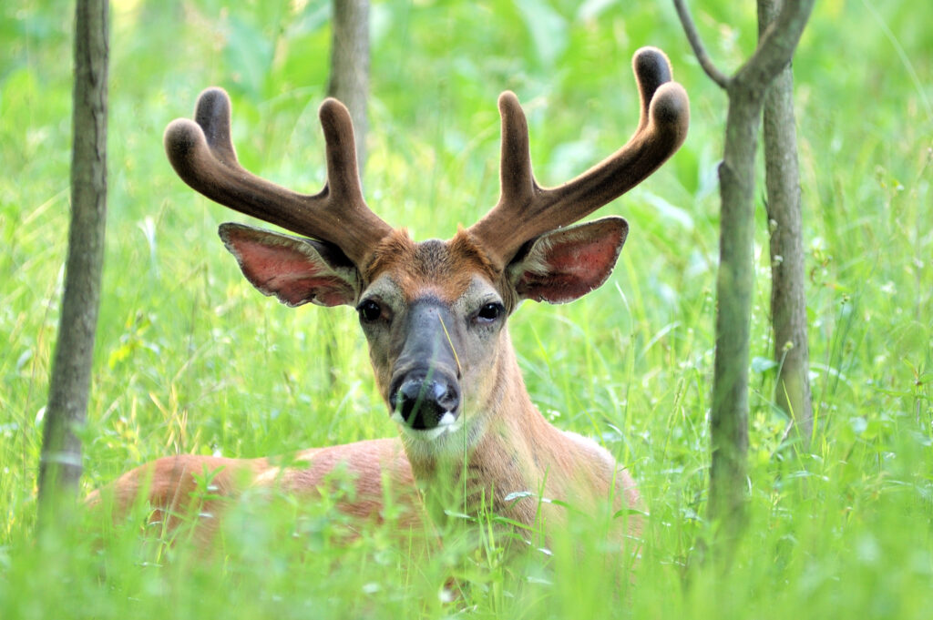 antler growth