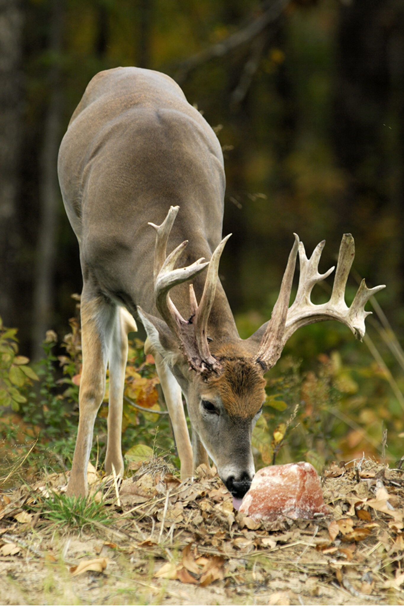 Minerals for Antler Growth The Fascination with Growing Whitetail