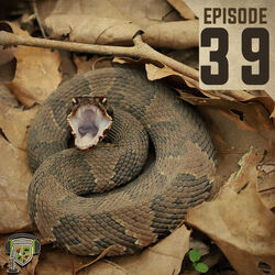 EP:39 | Snake Bite To The Head!