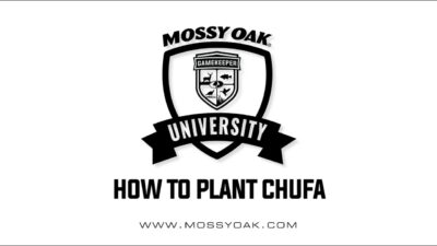 How To Plant Chufa