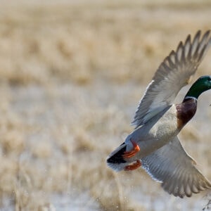 What To Plant For Waterfowl