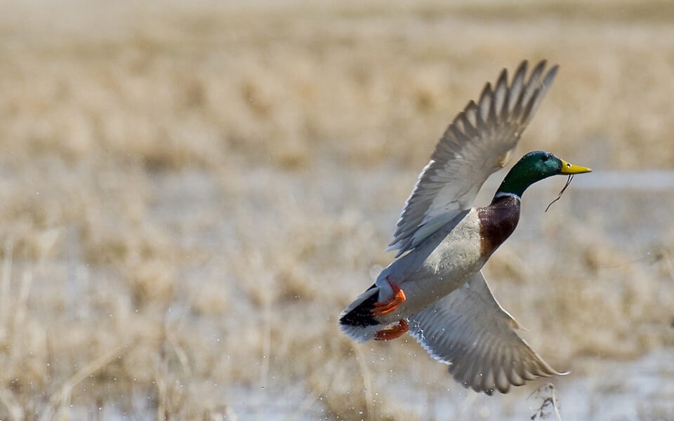 what to plant for waterfowl