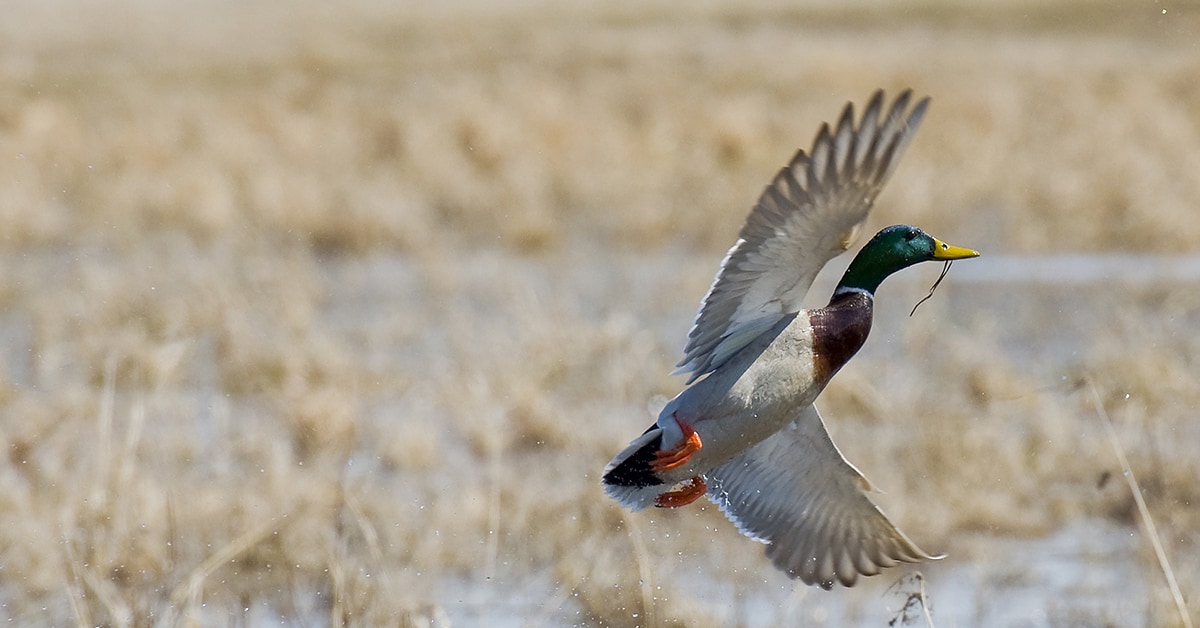 What To Plant For Waterfowl