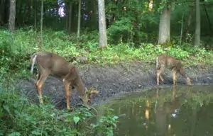 whitetails drinking water