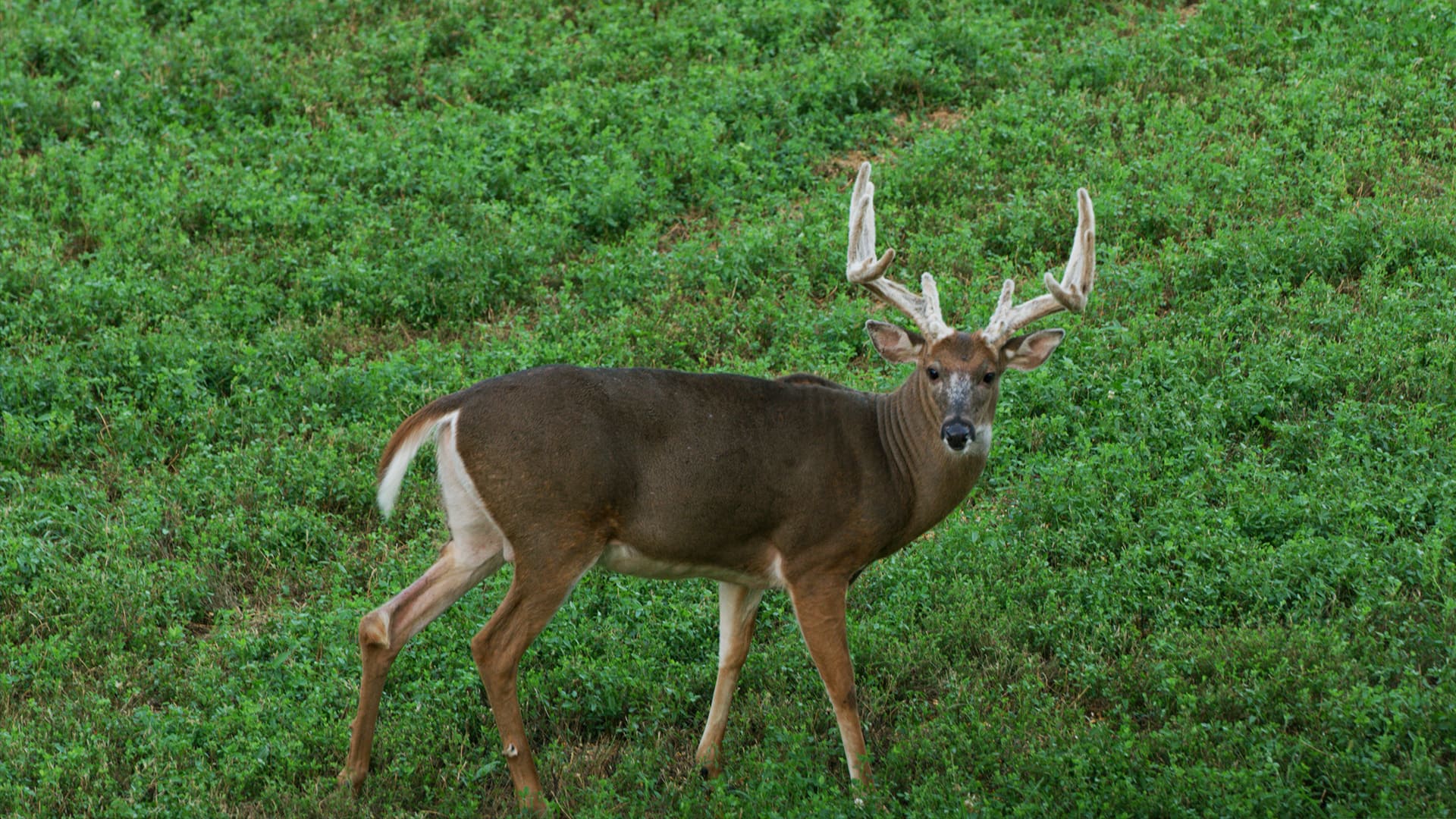 The Importance Of Spring Summer Food Plots The GameKeepers Of Mossy   GKTV Episode Thumbnails Ep2 