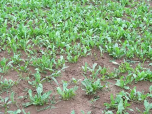 chicory in summer food plot