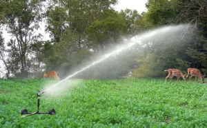 drought proofing food plots