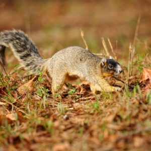 Species Profile: Fox Squirrel