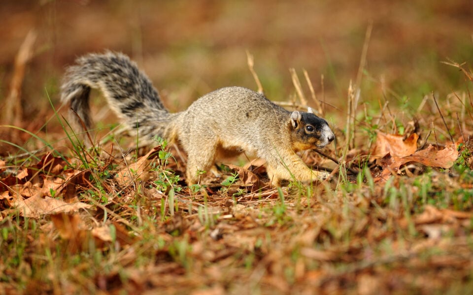 Species-profile-fox-squirrel