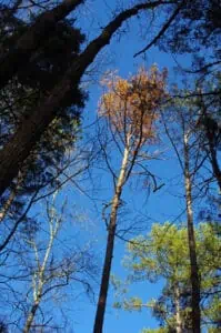 dead-pine-tree