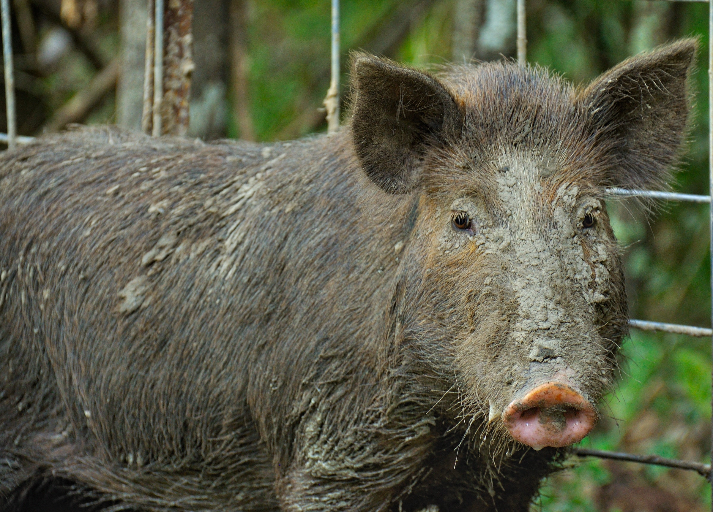 Feral Hogs Are the Worst Invasive Species You've Never Thought