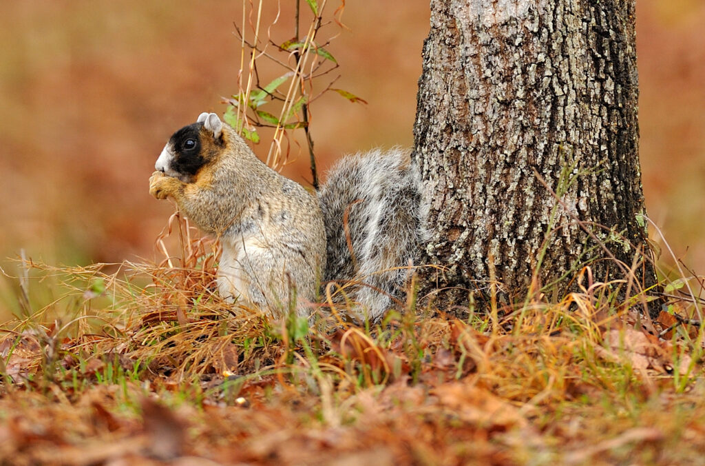 grey fox squirrel