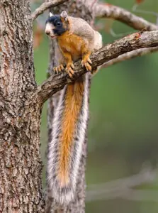 fox-squirrel-in-tree