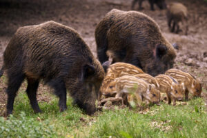 feral-hog-with-young