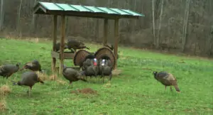 turkeys-at-feeder