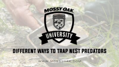 Different Ways To Trap Nest Predators