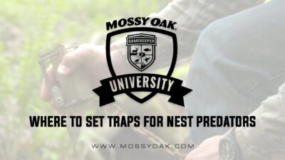 Where To Set Traps For Nest Predators