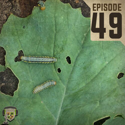 EP:49 | Armyworm Alert!