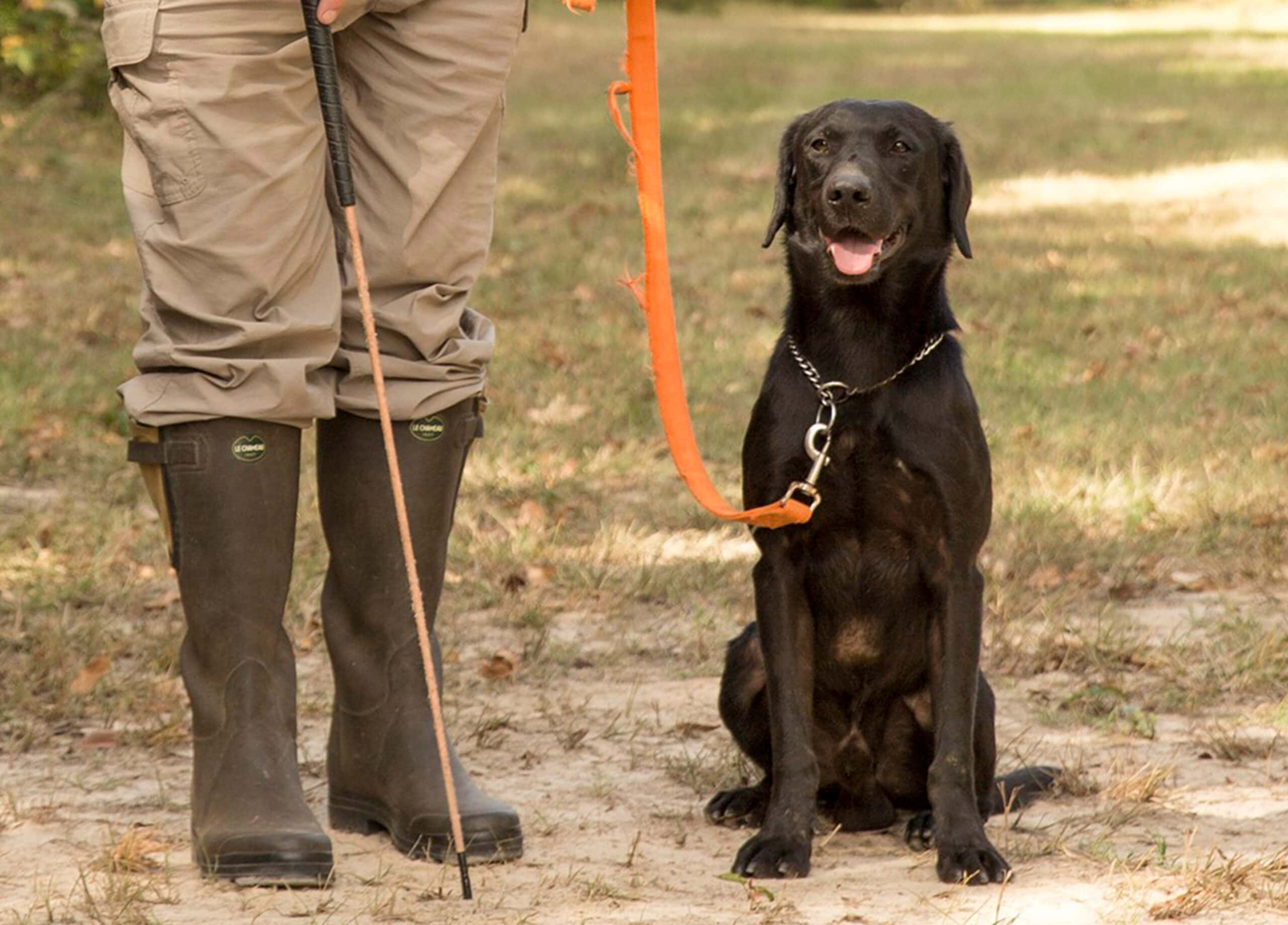 Gun Dog Training | Gun Dog Puppy Training | Retriever Enrichment