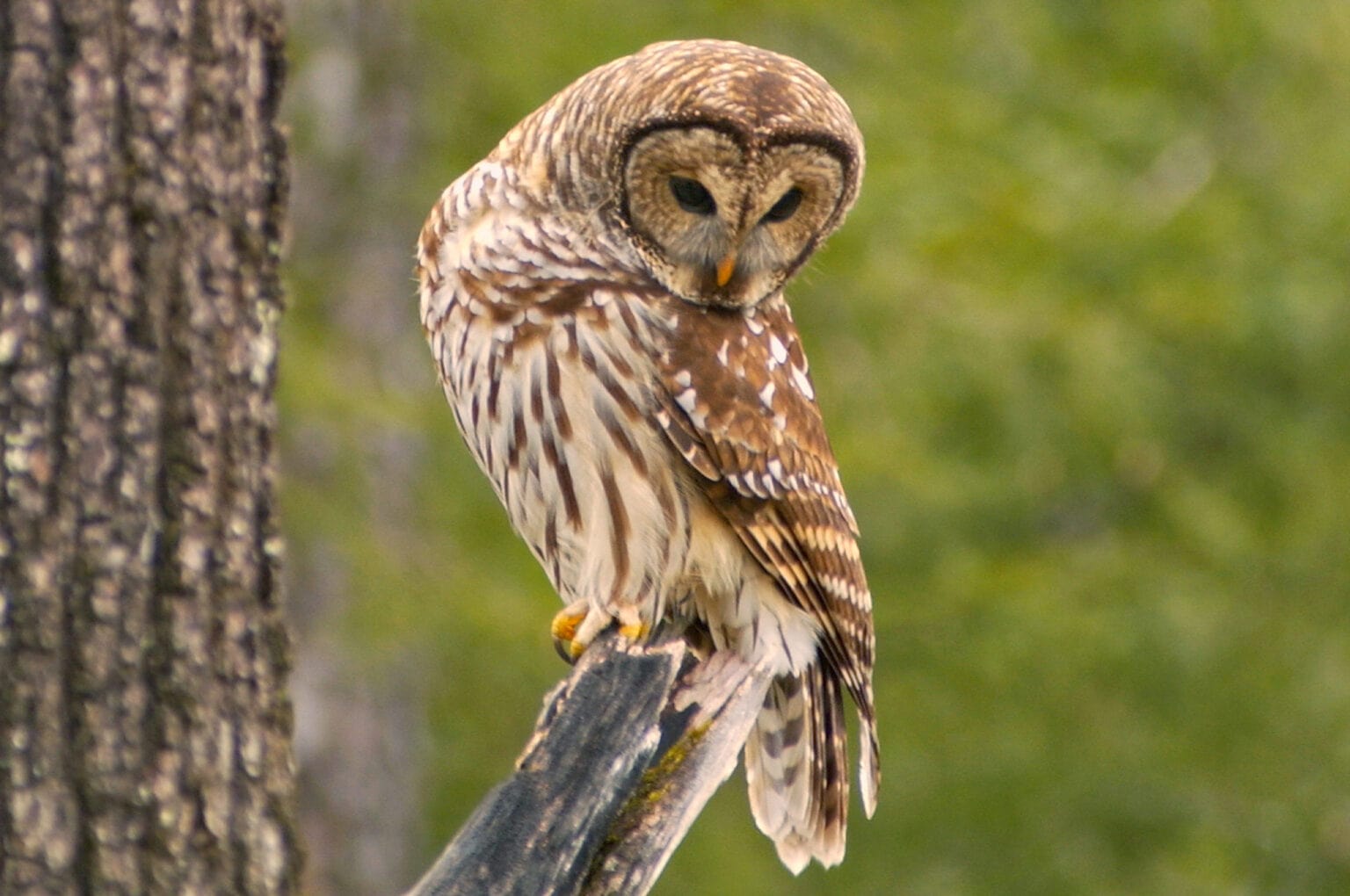 Species Profile: Barred Owl | Mossy Oak Gamekeeper