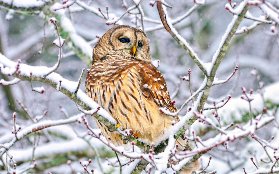 Species Profile: Barred Owl