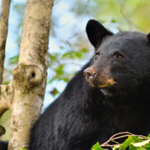 Species Profile: Black Bear