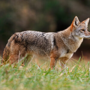 Species Profile: Coyote