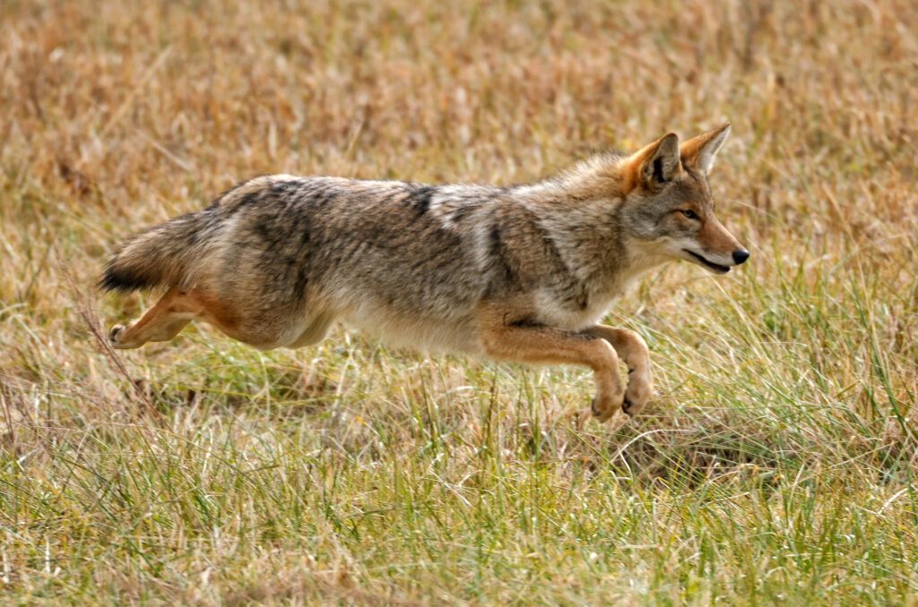 images of coyotes running