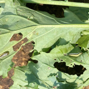 Understanding Fall Armyworms