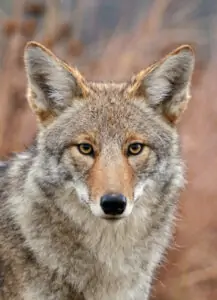 species-profile-coyote