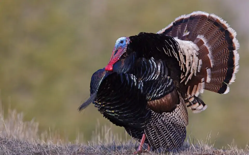 the-effects-of-predators-on-wild-turkey-populations