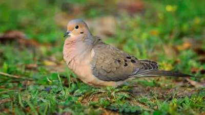 species-profile-mourning-dove