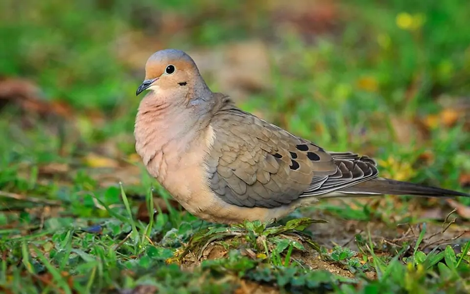 species-profile-mourning-dove