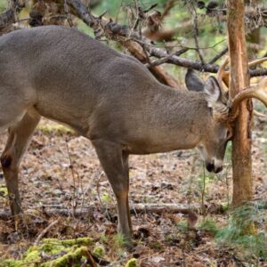 6 Truths About Whitetail Rubs