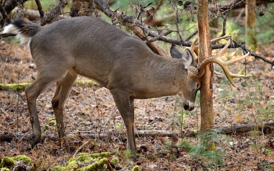 6 Truths About Whitetail Rubs Mossy Oak Gamekeeper