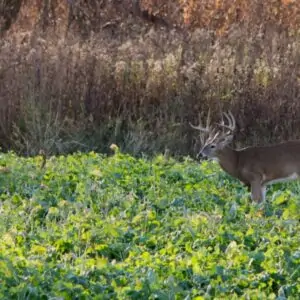 Creating Whitetail Sanctuaries with the Drury’s | The GameKeepers of Mossy Oak (2021 season)