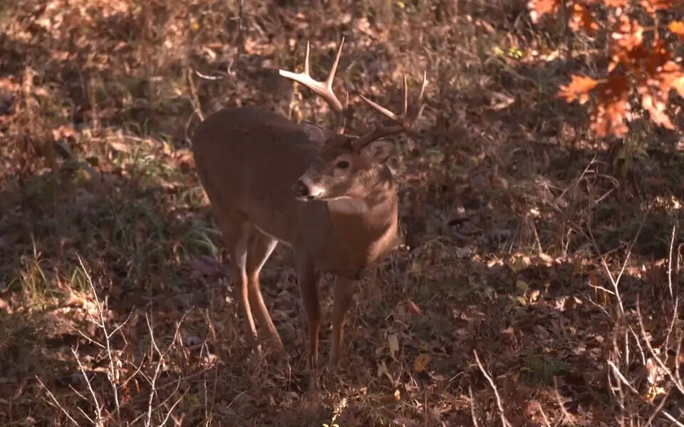 food-plot-trees-for-deer-mossy-oak-gamekeeper