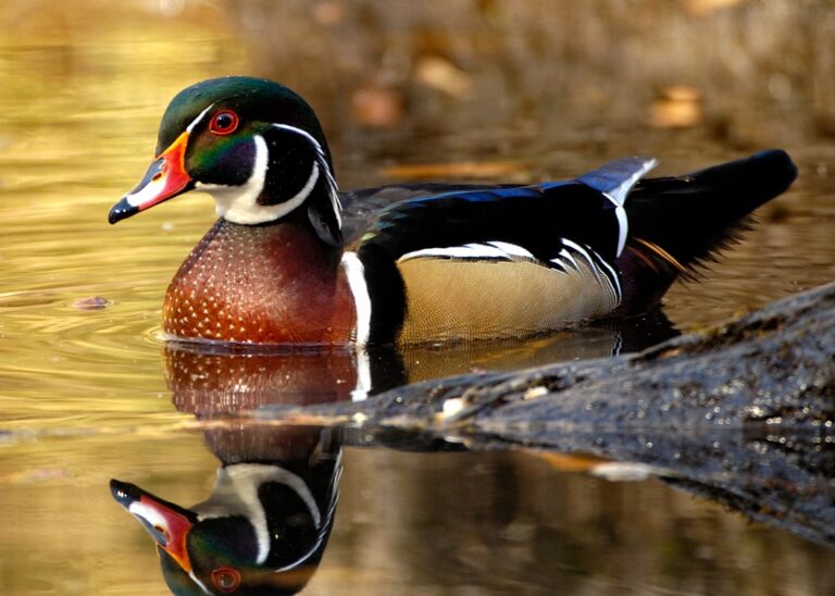 Species Profile: Wood Duck | Mossy Oak Gamekeeper