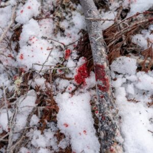 Tracking A Wounded Deer