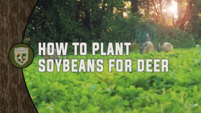 How to Plant Soybeans for Deer