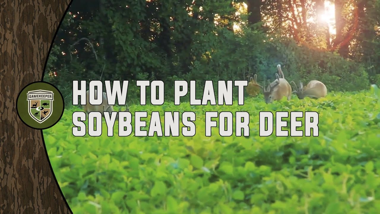 How to Plant Soybeans for Deer Mossy Oak Gamekeeper